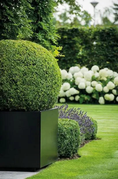 Topiary buxus and lavender