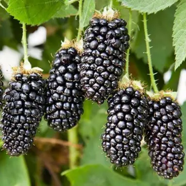 blackberry-karaka-black-