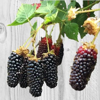 blackberry-karaka-black-1