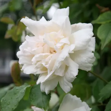 climbing-rose-madame-alfred-carriere-