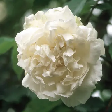 climbing-rose-madame-alfred-carriere-1