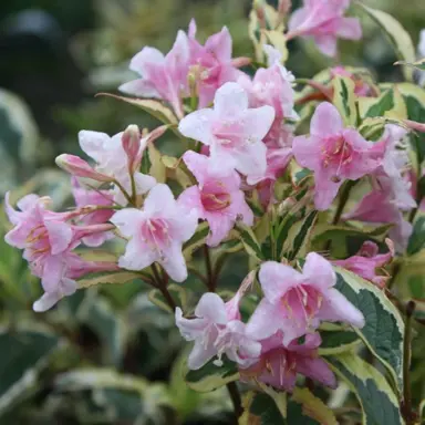 weigela-florida-variegata-1
