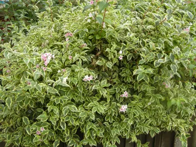 weigela-florida-variegata-3