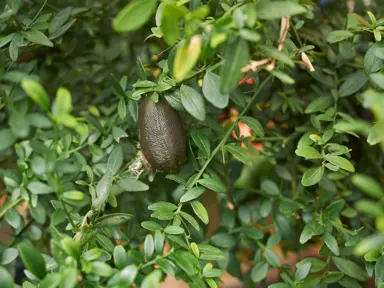 How Tall Will My Finger Limes Grow?