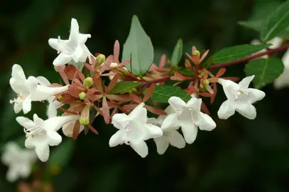 What Are The Benefits Of Growing Abelia?