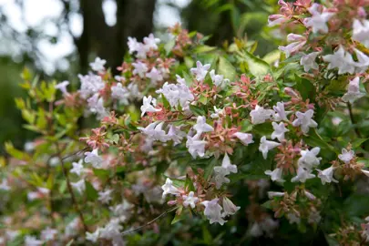 What Are The Characteristics Of Abelia?