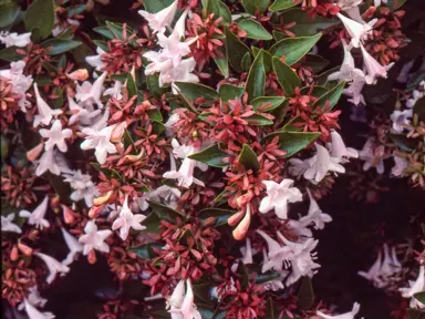 Does Abelia Have A Fragrance?