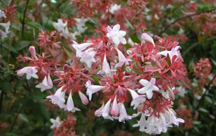  Is Abelia Grandiflora The Same As Abelia x Grandiflora?