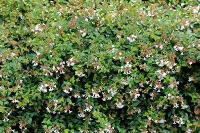 Abelia Grandiflora Characteristics.