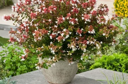 Can You Grow Abelia In Pots?