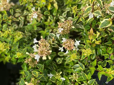 What Are The Different Types Of Abelia Available In New Zealand?