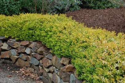 Does Abelia Kaleidoscope Make A Good Hedge?