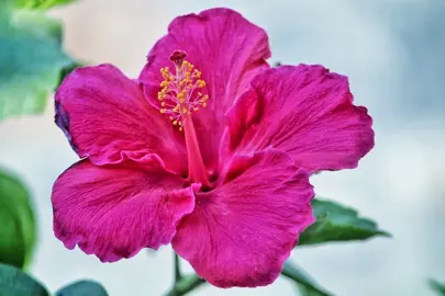 About Hibiscus.