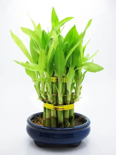 About Lucky Bamboo.