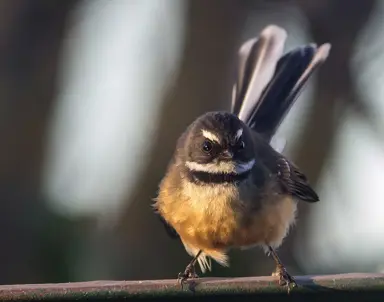 Beyond the Yellow Flowers: The Hidden Talents of Acacias.