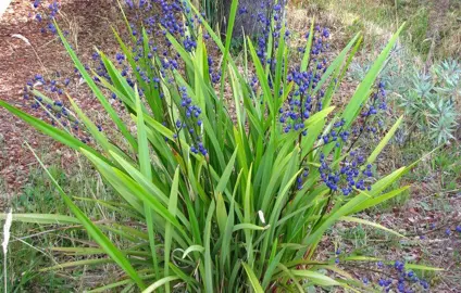 What Is An Agapanthus Alternative?