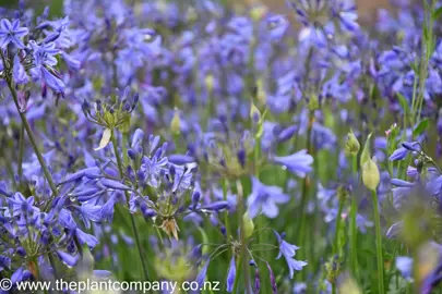 How To Care For Agapanthus In Autumn.