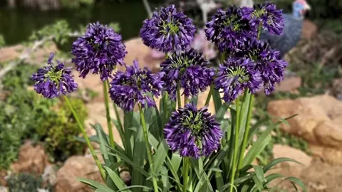 How To Care For Agapanthus In Spring.