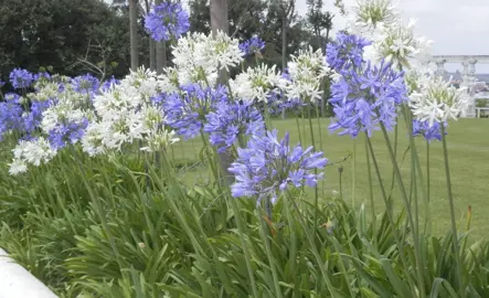 How To Care For Agapanthus In Winter.