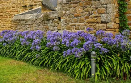 Agapanthus In The Plant Company’s Database.