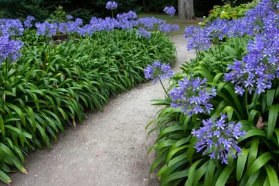 Design Ideas For Agapanthus.