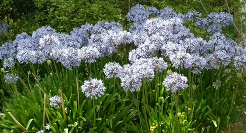 Are Agapanthus Good For Controlling Erosion.