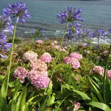 Can Agapanthus Be Grown In Coastal Environments?