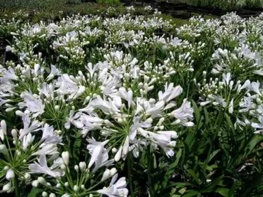 How Fast Do Agapanthus Grow?