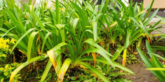 What Is Causing The Agapanthus Leaves To Yellow?