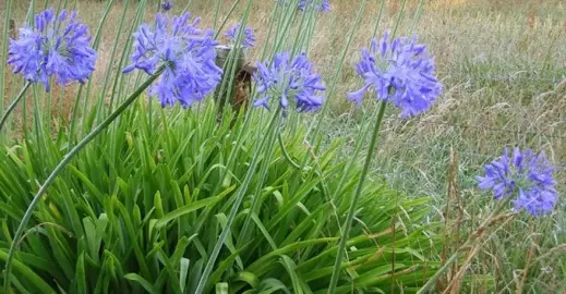 Are Agapanthus Good For Riparian Planting?