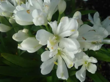 Agapanthus Variety Recommendations.