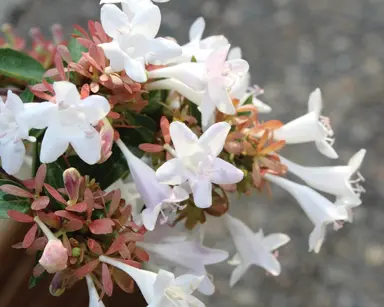 Is Albelia The Same As Abelia?