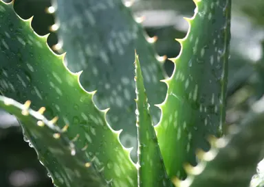 Understanding Aloe vera's Medicinal Uses.