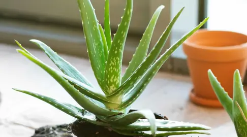 Aloe vera Plant Care Essentials.