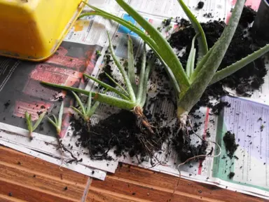Aloe vera Propagation.