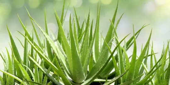 Watering Aloe vera.