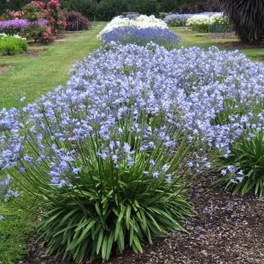 Are Agapanthus Easy To Grow?