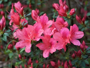 Are Azaleas Fast Growing?