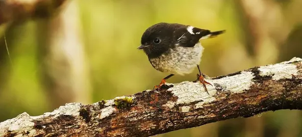 Should I Only Plant NZ Natives To Attract Birds?