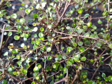 How Hardy Are Coprosma?