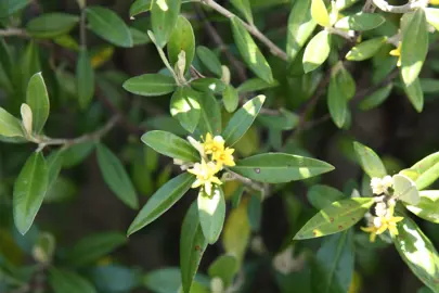 Are Corokia Evergreen?