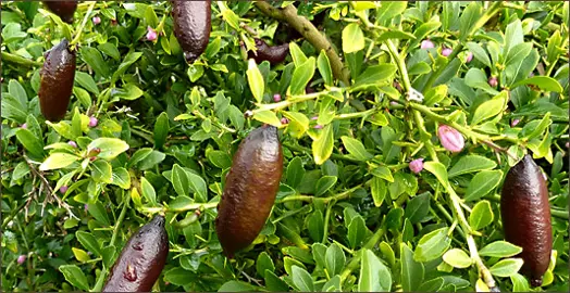 Are Finger Limes Easy To Grow?