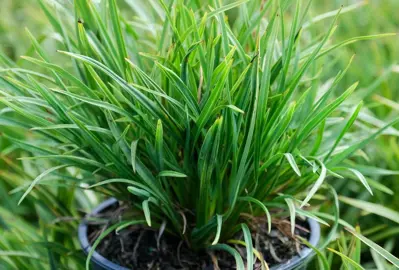 Are Flax Easy To Grow?
