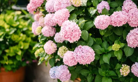 Are Hydrangeas Easy To Grow?