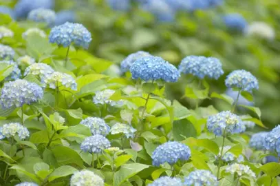 Are Hydrangeas A Shrub?