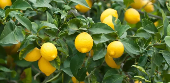 Are Lemons Easy To Grow?