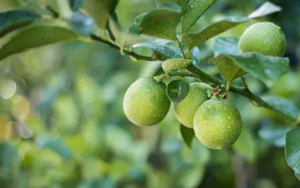 Are Limes Easy To Grow?