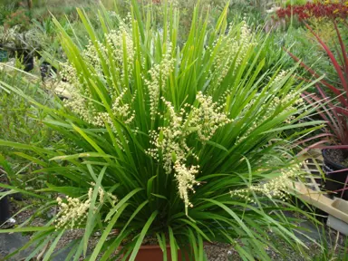 Are Lomandra Easy To Grow?