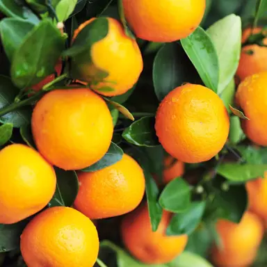Are Mandarins Easy To Grow?