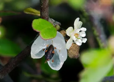 Are Muehlenbeckia Astonii Berries Edible?